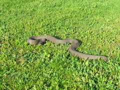 Nerodia sipedon insularum