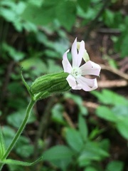 Silene noctiflora