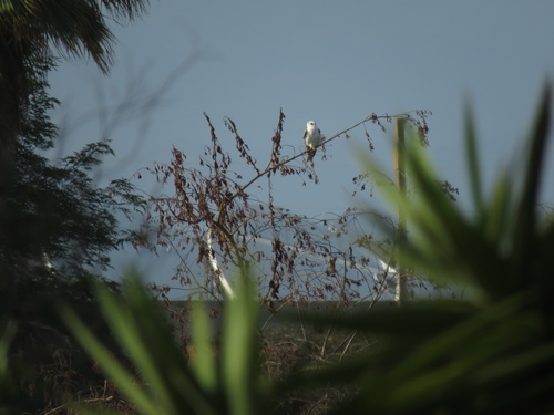 photo of White-tailed Kite (Elanus leucurus)