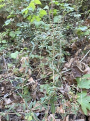 Lonicera subspicata subspicata