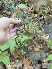 Lonicera subspicata subspicata