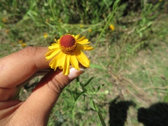 Helenium amphibolum