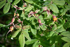 Phragmidium mucronatum