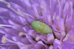 Placochilus seladonicus