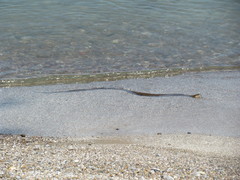 Nerodia sipedon insularum