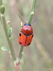 Cryptocephalus pominorum