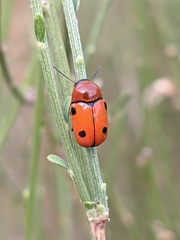 Cryptocephalus pominorum