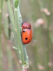 Cryptocephalus pominorum