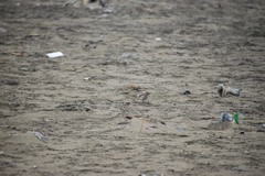 Charadrius vociferus