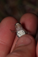 Cacosternum australis