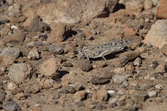 Schistocerca gregaria