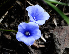 Ipomoea ternifolia
