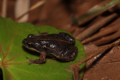 Cacosternum australis