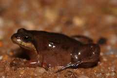 Microbatrachella capensis