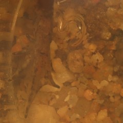 Microbatrachella capensis
