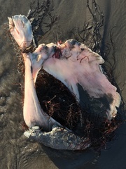 Lampris australensis