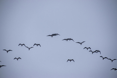 Leucophaeus pipixcan