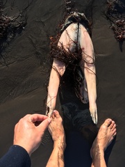 Lampris australensis