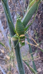 Steropleurus andalusius