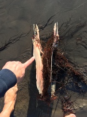 Lampris australensis