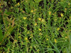 Hypericum ellipticum