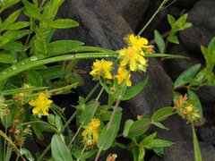 Hypericum ellipticum