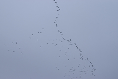 Leucophaeus pipixcan