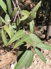 Quercus hypoleucoides