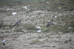 Burhinus superciliaris