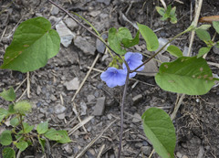 Ipomoea ternifolia