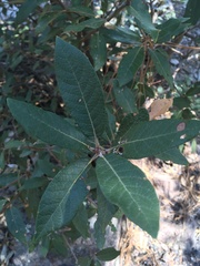 Quercus hypoleucoides