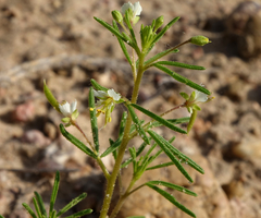 Polanisia jamesii