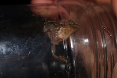 Microbatrachella capensis