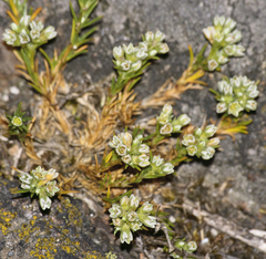 Scleranthus perennis