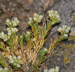 Scleranthus perennis
