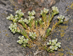 Scleranthus perennis