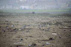 Pluvialis squatarola