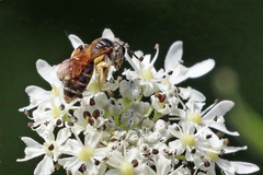 Andrena chrysosceles