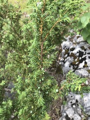Juniperus communis depressa