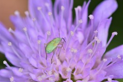 Placochilus seladonicus