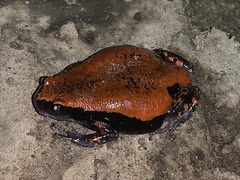 West African Rubber Frog photo 4