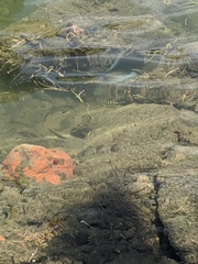 Halichoeres radiatus