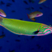 Moon Wrasse - Photo (c) Nick Hobgood, some rights reserved (CC BY-NC-ND), uploaded by Nick Hobgood