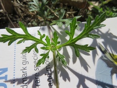 Glandularia polyantha