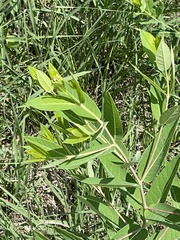 Apocynum cannabinum