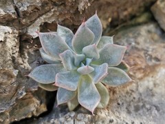 Echeveria cuspidata