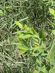 Apocynum cannabinum