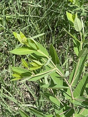 Apocynum cannabinum