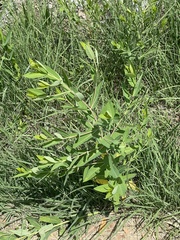 Apocynum cannabinum
