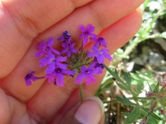Glandularia polyantha